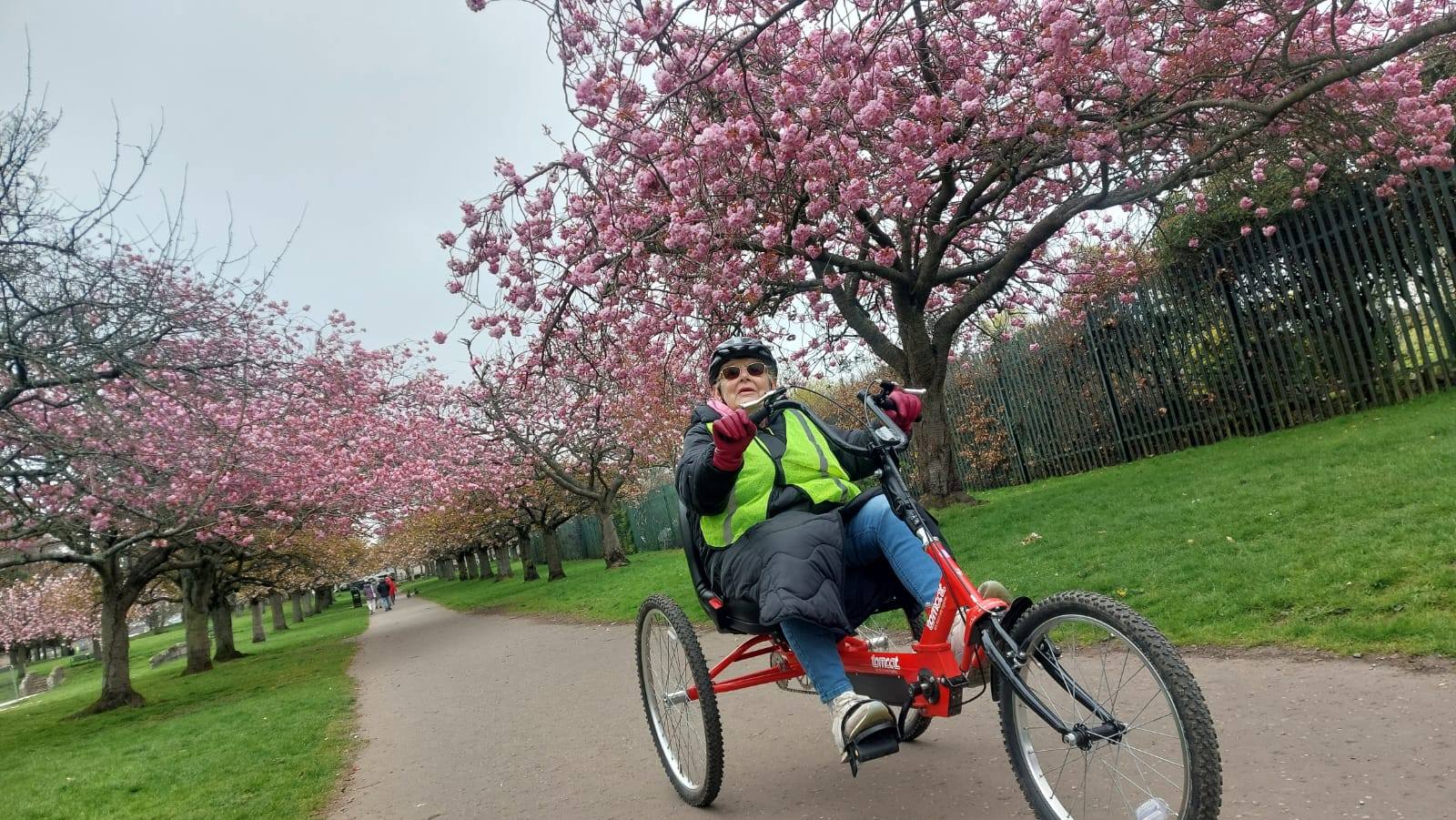 Cherry Blossoms in the Park